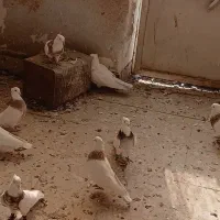 فروش طوقی|پرنده|تفت, |دیوار