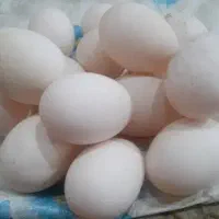 اردک نطفه دار ۹تومن