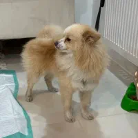 واگذاری پامر