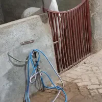 اسب|اسب و تجهیزات اسبسواری|اردکان, |دیوار