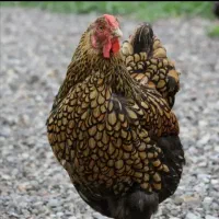 خرید انواع حیوانات و جوجه