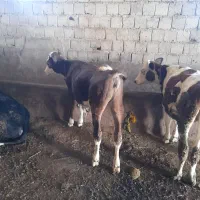 ۶ عدد گوساله ماده سیمنتال گاو