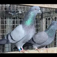 ۶۰تاکفترفروشیامعاوضهباموتورمدارکمهمنیتمیز