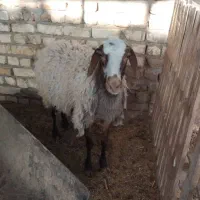 میش با بره و میش آبستن|حیوانات مزرعه|کاشان, درب اصفهان|دیوار