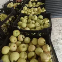 سیب درجه یک سرحد سپیدان
