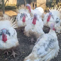 بوقلمون کیلویی۲۵۰۰۰۰هزار و اردک  دونه ای ۴۰۰|حیوانات مزرعه|لاهیجان, آهندان|دیوار