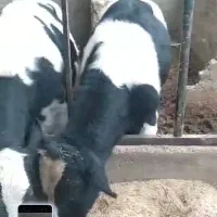 انواع گاو گوشتی شیری گوساله تلیسه|حیوانات مزرعه|کرج, عظیمیه|دیوار