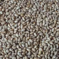 لوبیا ‌|عمده‌فروشی|دالخانی, |دیوار