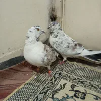 کفتر|حیوانات|ملایر, |دیوار