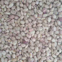 لوبیا چیتی امسال