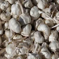 سیر همدان درجه یک
