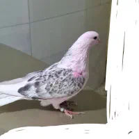 یک عدد کبوتر دوکت