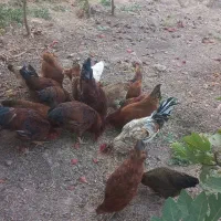 ۵عدد خروس|حیوانات مزرعه|سرپل ذهاب, |دیوار