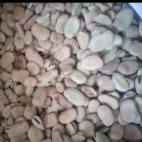 باقلا بذری و خوراکی