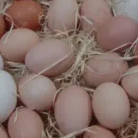 تخم مرغ محلی|خوردنی و آشامیدنی|تهران, میدان میوه و تره‌بار مرکزی|دیوار