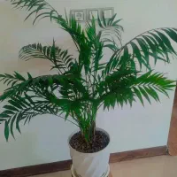 تعدادی گل و گیاه سایزبزرگ