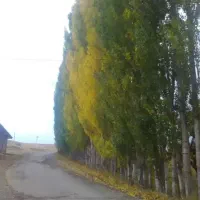 استخدام نگهبان شب