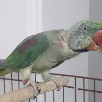 فروش شاه طوطی|پرنده|قائمشهر, |دیوار