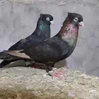 زاغ آبادانی