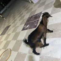 نری کوچک و بزرگ|حیوانات مزرعه|قشم, |دیوار