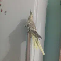 عروس هلندی زیبا|پرنده|گالیکش, |دیوار