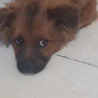 واگذاری رایگان اشپیتزپامر ۴ ماهه باهوش و شیطون