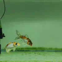 دو تا کوی پوست چرم