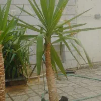 گل بن سای یوکا ارزان