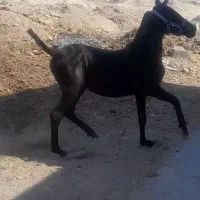 کره سام ماده مشکی فروش فوری