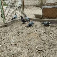 کبوتر دوبر جوجه تازه دون خور