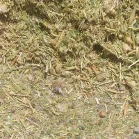 علف خوردشده۲۰۰۰۰۰|خدمات باغبانی و درختکاری|لاران, |دیوار