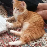 واگذاری کاملا رایگان