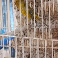 قناری نر ریزه خونی|پرنده|امیدیه, |دیوار