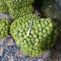 فروش انبه