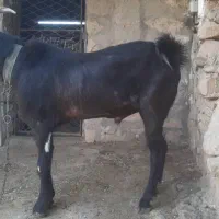 بعده افغانی|حیوانات مزرعه|مسجد سلیمان, |دیوار