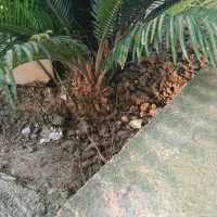 سیکاس|گل و گیاه طبیعی|جویبار, |دیوار