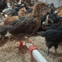 جوجه 40روزه گلپایگان