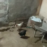 دوتا خروس و یک مرغ