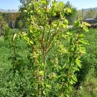 فروشی|فروش دفتر صنعتی، کشاورزی، تجاری|اهر, |دیوار