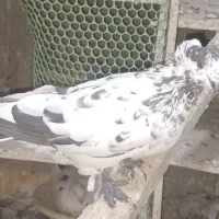 کبوتر کاشان|پرنده|اسکو, |دیوار