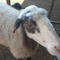 گوسفند با بره نر|حیوانات مزرعه|گمیشان, |دیوار