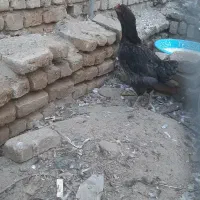 لاری اوشامو