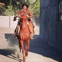 اسب مادیان|اسب و تجهیزات اسبسواری|قلعه گنج, |دیوار