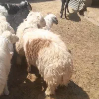 بره پروار