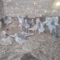 کفتر|پرنده|اهواز, کوی آزادی|دیوار