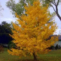 درختچه ژینکو