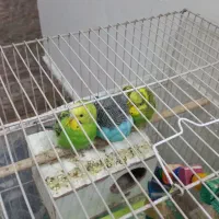 عروس هلندی و مرغ عشق|پرنده|مشهد, ایثار|دیوار