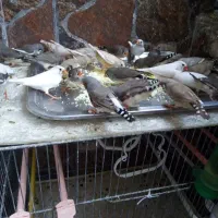 فنچ|پرنده|بندرعباس, |دیوار