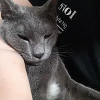 گربه واگذاری فوری