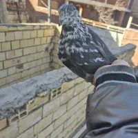 کبوتر تهرانی|پرنده|مبارکه, |دیوار